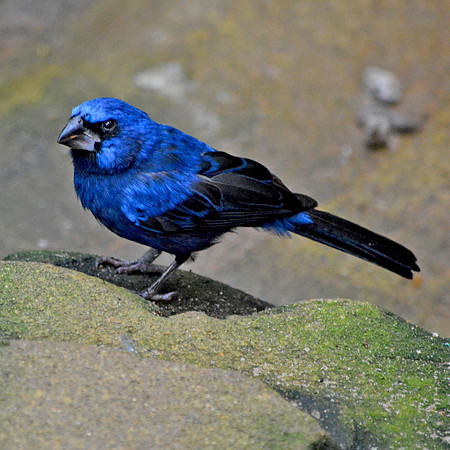 Ultramarine grosbeak