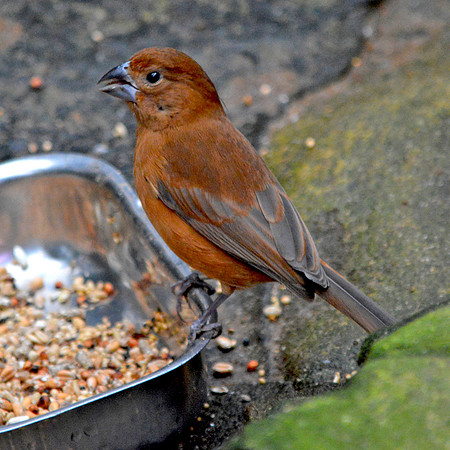 Ultramarine grosbeak female