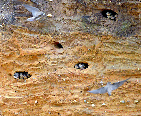 Sand martins nesting