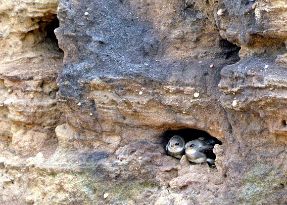 Sand martins nesting