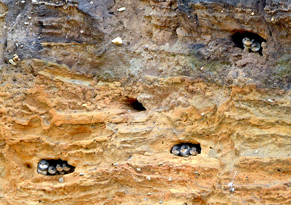 Sand martins nesting