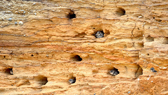 Sand martins nesting