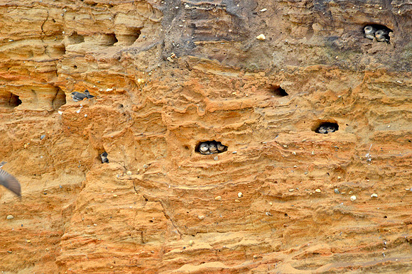 Sand martins nesting
