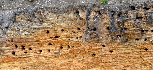 Sand martins nesting