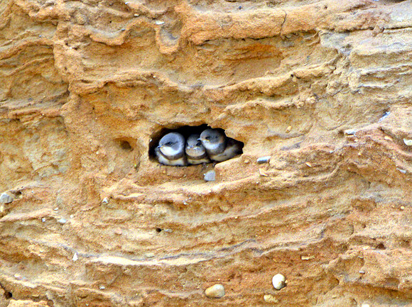 Sand martins nesting