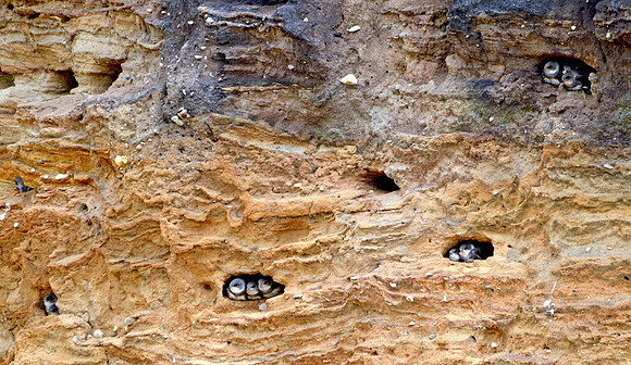 Sand martins nesting