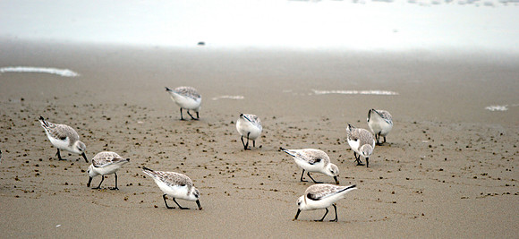 Sanderlings