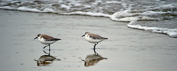 Sanderlings