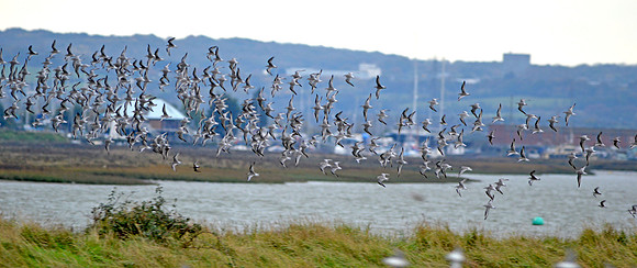 Sanderlings