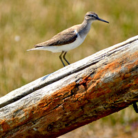 Green sandpiper