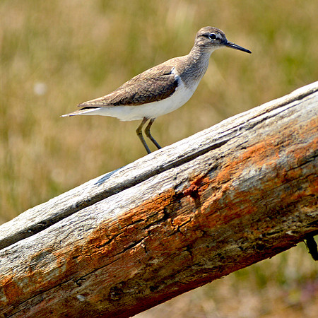 Green sandpiper