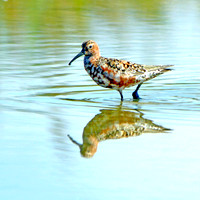 Curlew sandpiper