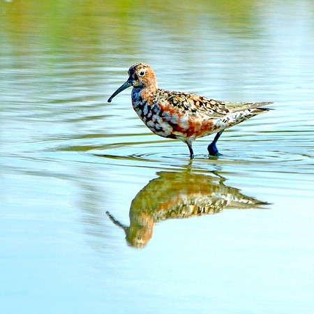Curlew sandpiper