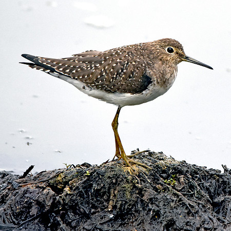 Solitary sandpiper