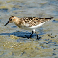 Semipalmated sandpiper