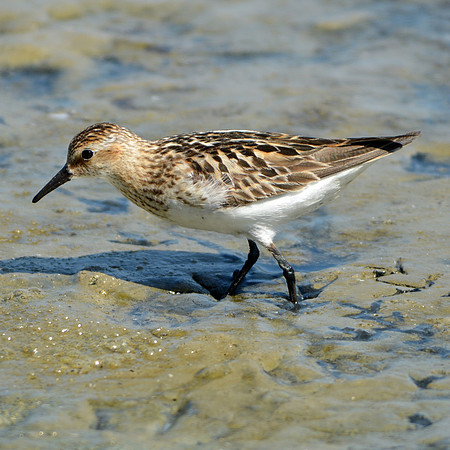 Semipalmated sandpiper
