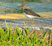 Spotted sandpiper