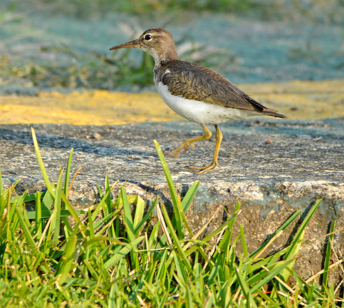 Spotted sandpiper