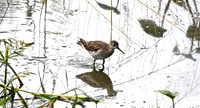 Wood sandpiper