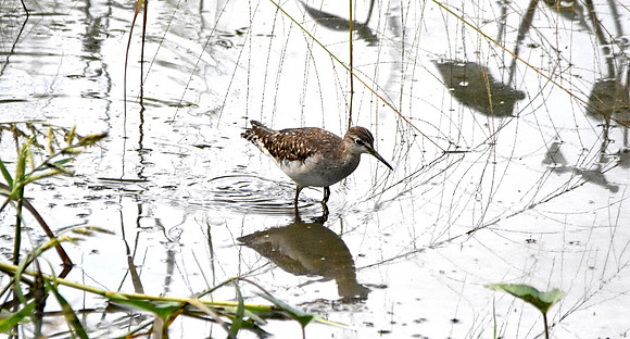 Wood sandpiper