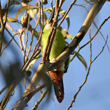 Santa Marta emerald toucanet