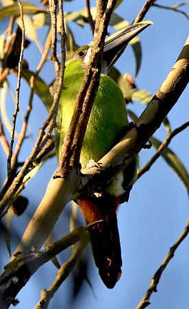 Santa Marta emerald toucanet