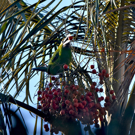 Santa Marta emerald toucanet