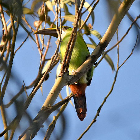 Santa Marta emerald toucanet