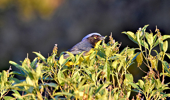 Santa Marta mountain tanager