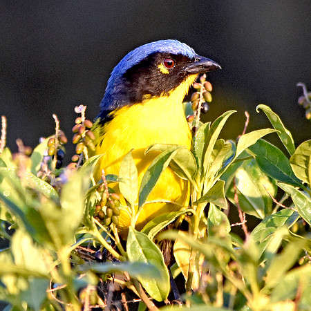 Santa Marta mountain tanager
