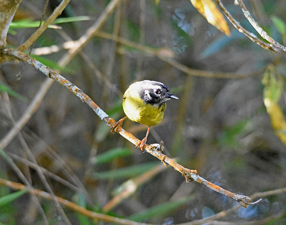 Santa Marta warbler