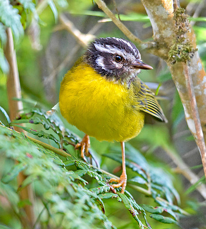 Santa Marta warbler