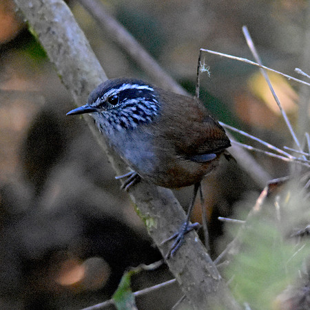 Santa Marta wood wren