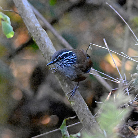 Santa Marta wood wren