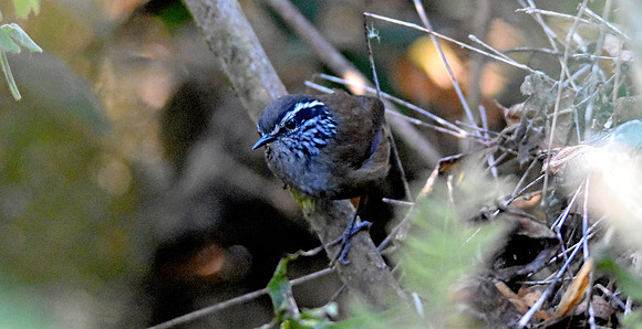 Santa Marta wood wren