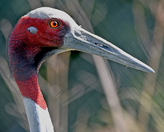 Sarus crane