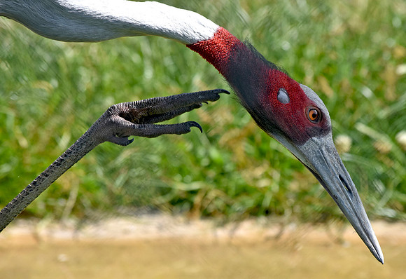 Sarus crane