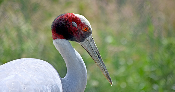 Sarus crane
