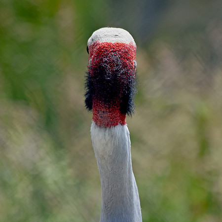 Sarus crane