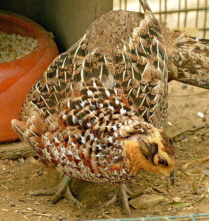 Satyr tragopan female