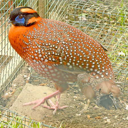 Satyr tragopan male