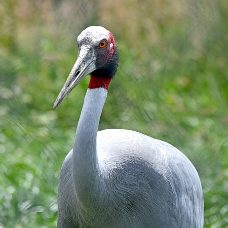 Sarus crane