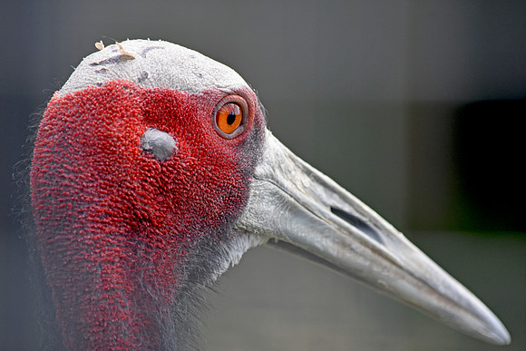 Sarus crane