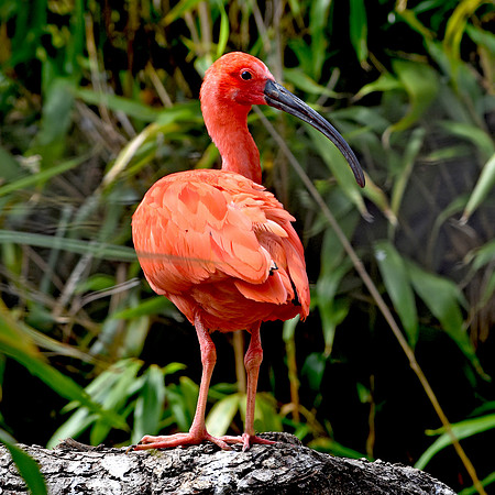 Scarlet ibis