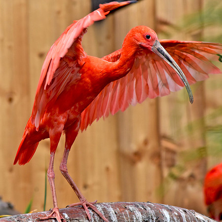 Scarlet ibis