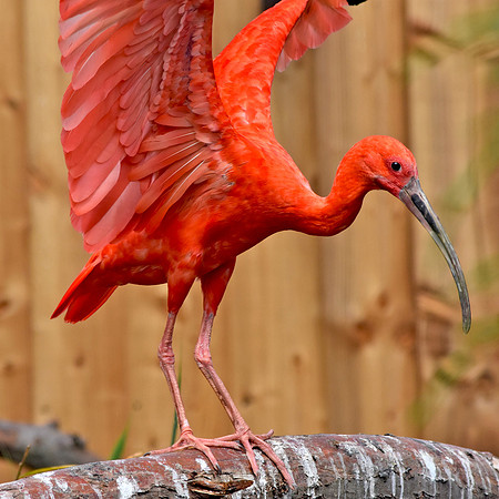 Scarlet ibis