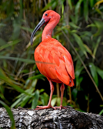 Scarlet ibis