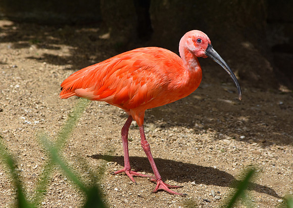 Scarlet ibis