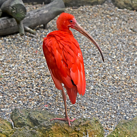 Scarlet ibis