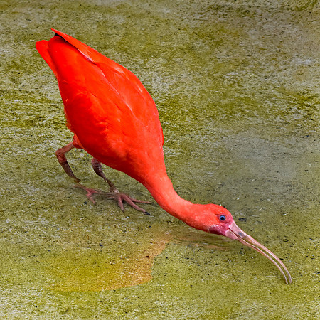 Scarlet ibis